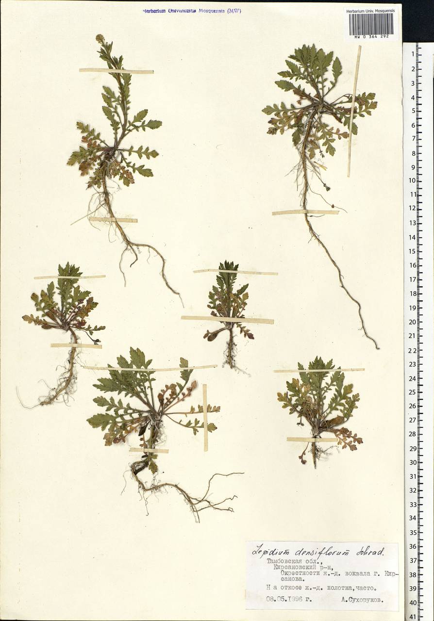 Lepidium densiflorum Schrad., Eastern Europe, Central forest-and-steppe region (E6) (Russia)