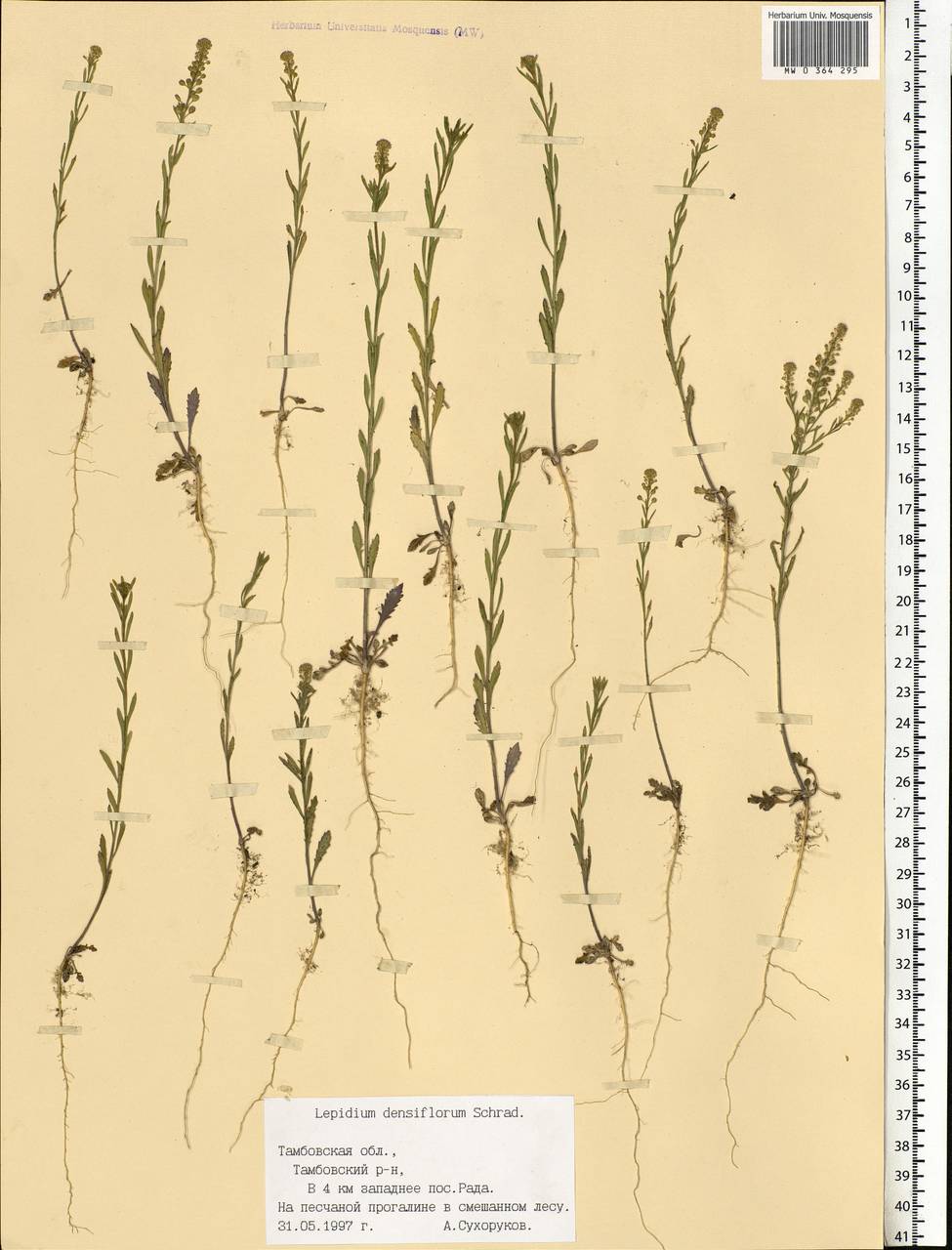 Lepidium densiflorum Schrad., Eastern Europe, Central forest-and-steppe region (E6) (Russia)
