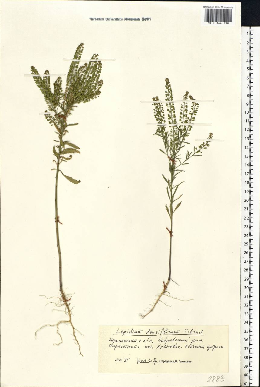 Lepidium densiflorum Schrad., Eastern Europe, Central forest-and-steppe region (E6) (Russia)