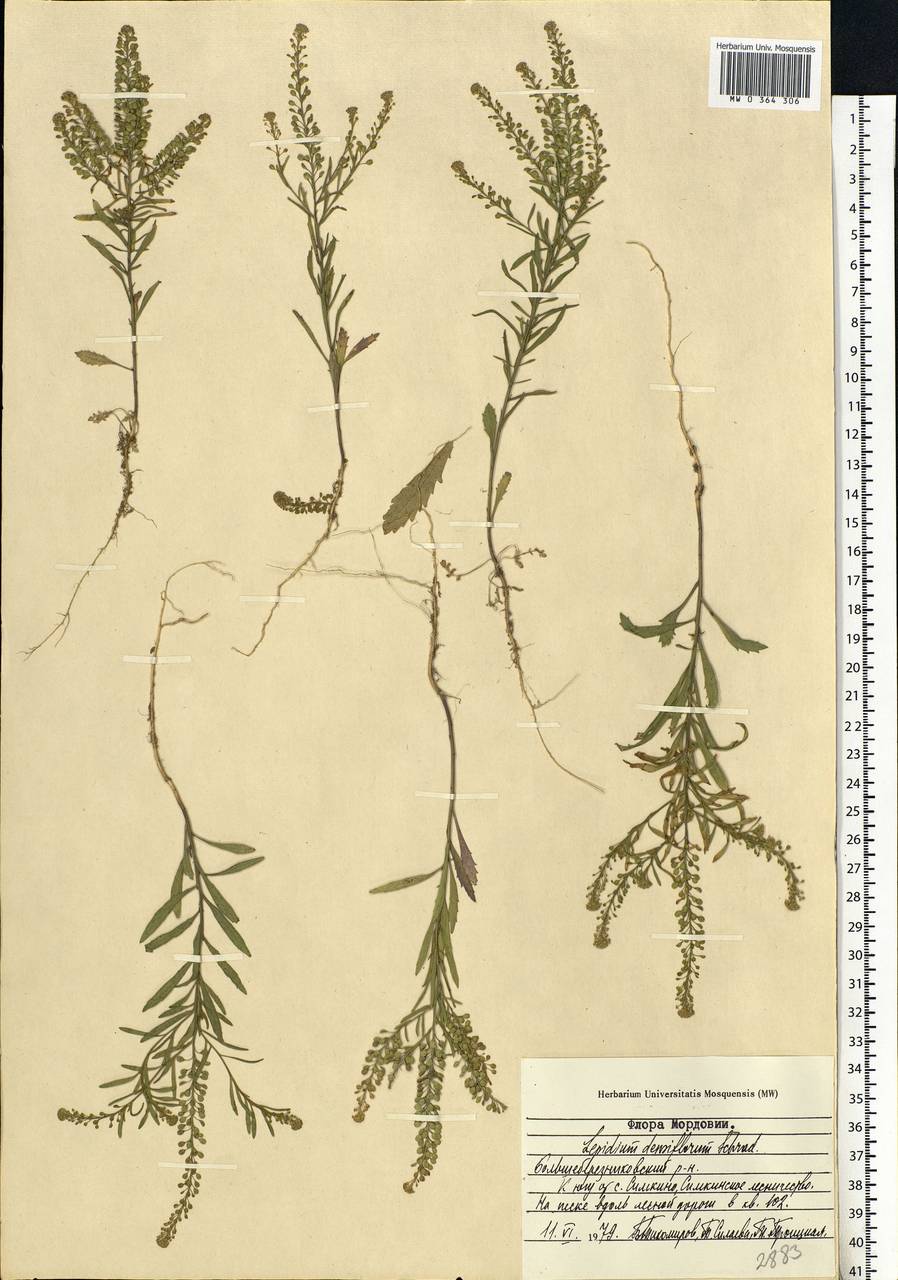 Lepidium densiflorum Schrad., Eastern Europe, Middle Volga region (E8) (Russia)