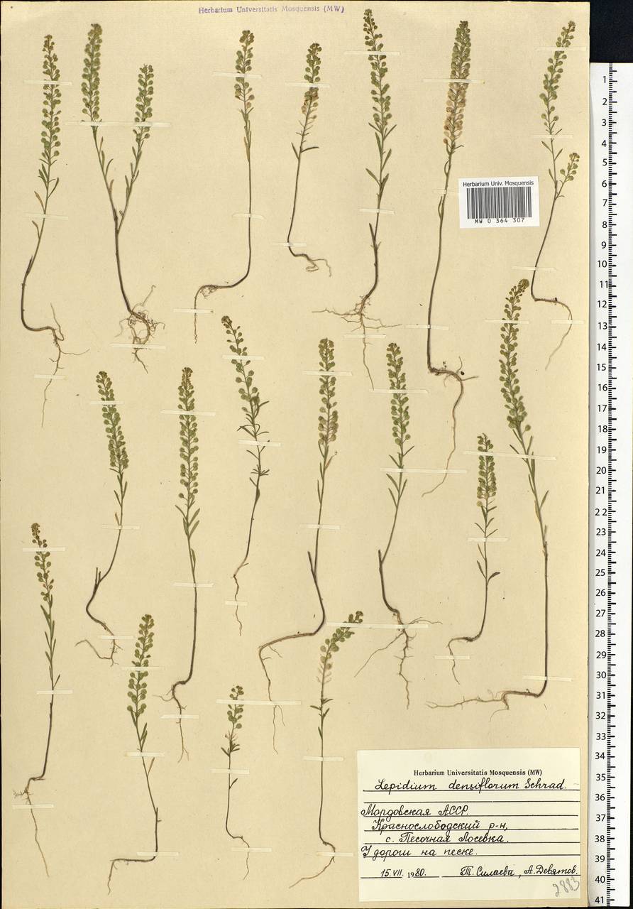 Lepidium densiflorum Schrad., Eastern Europe, Middle Volga region (E8) (Russia)