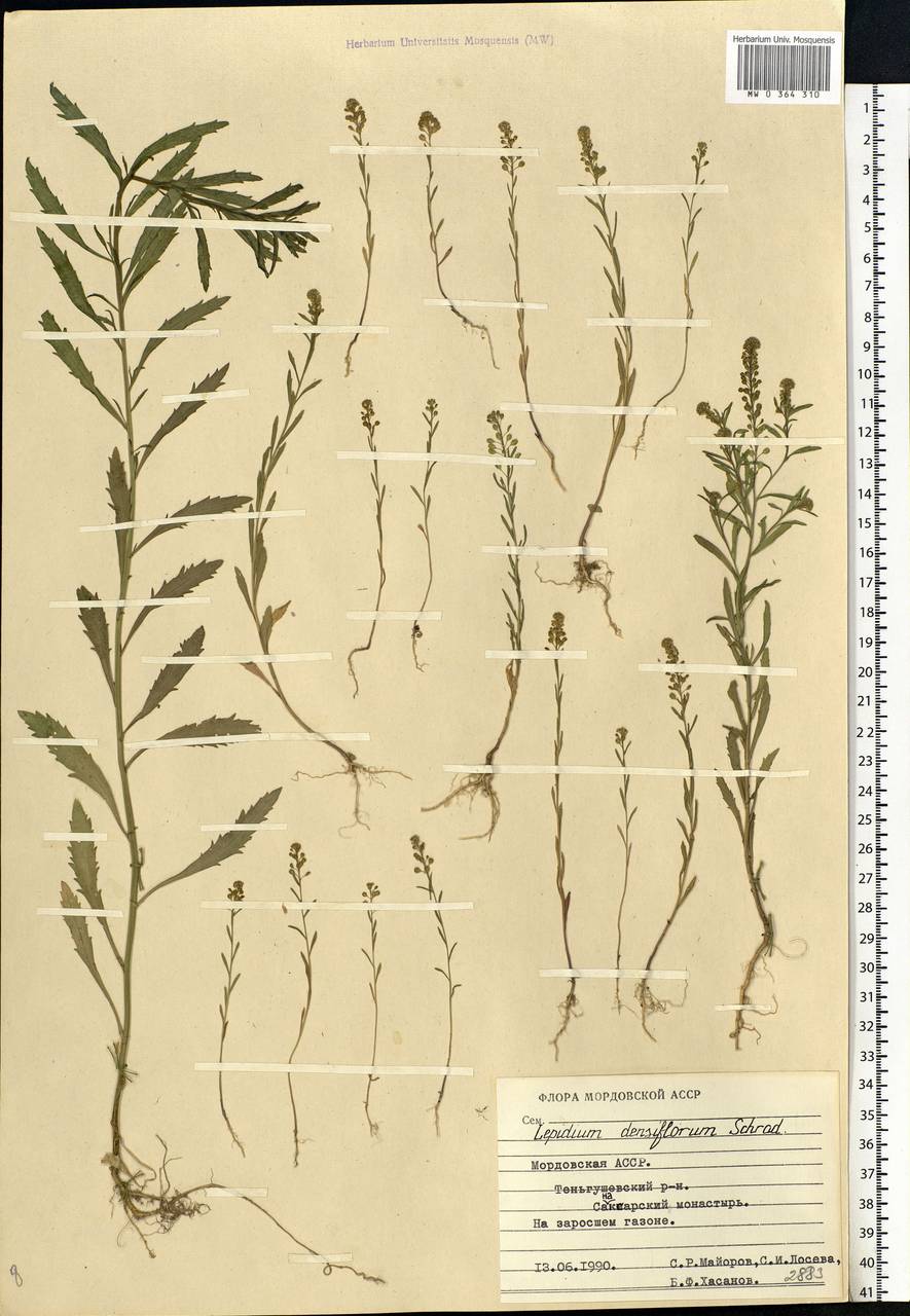 Lepidium densiflorum Schrad., Eastern Europe, Middle Volga region (E8) (Russia)