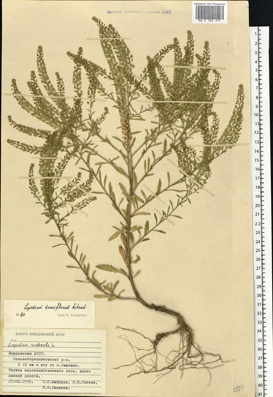 Lepidium densiflorum Schrad., Eastern Europe, Middle Volga region (E8) (Russia)