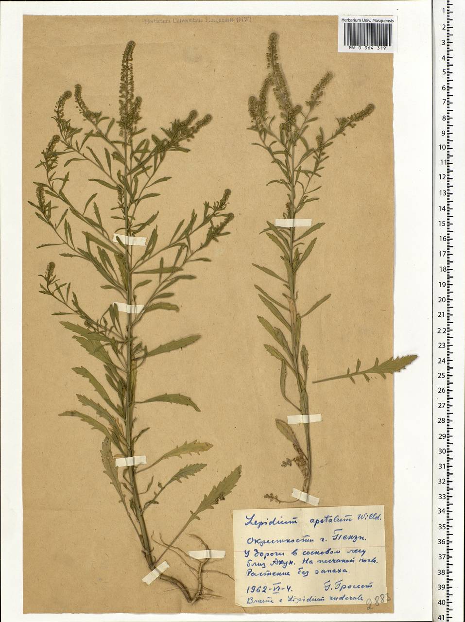 Lepidium densiflorum Schrad., Eastern Europe, Middle Volga region (E8) (Russia)