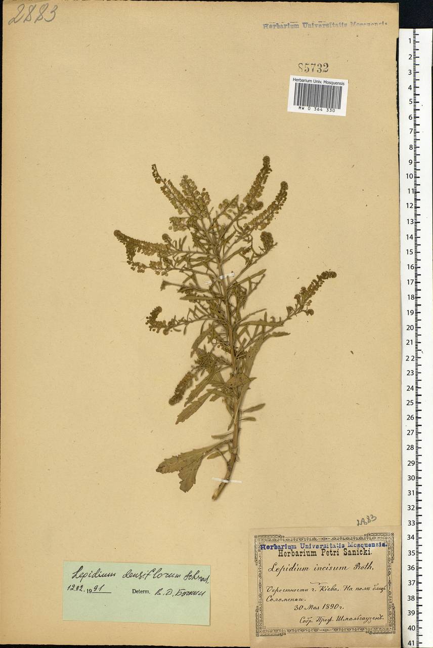 Lepidium densiflorum Schrad., Eastern Europe, North Ukrainian region (E11) (Ukraine)