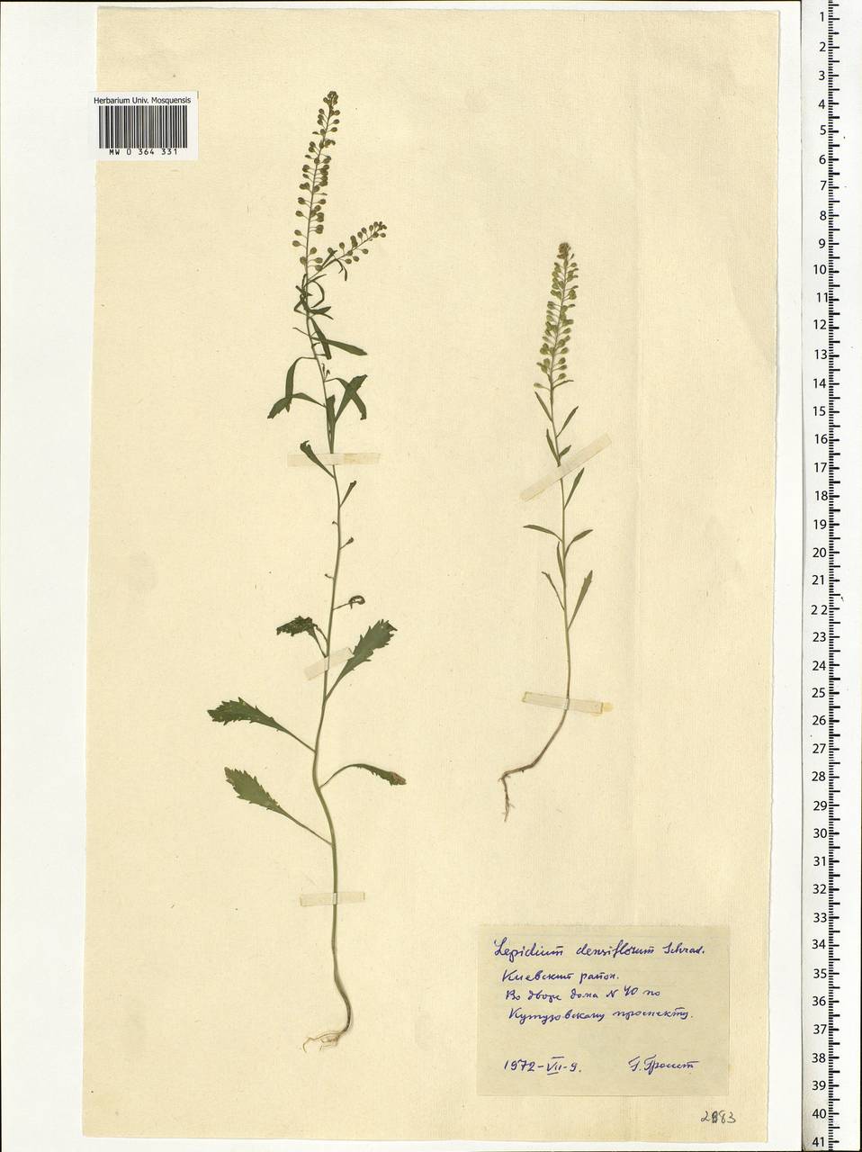 Lepidium densiflorum Schrad., Eastern Europe, North Ukrainian region (E11) (Ukraine)