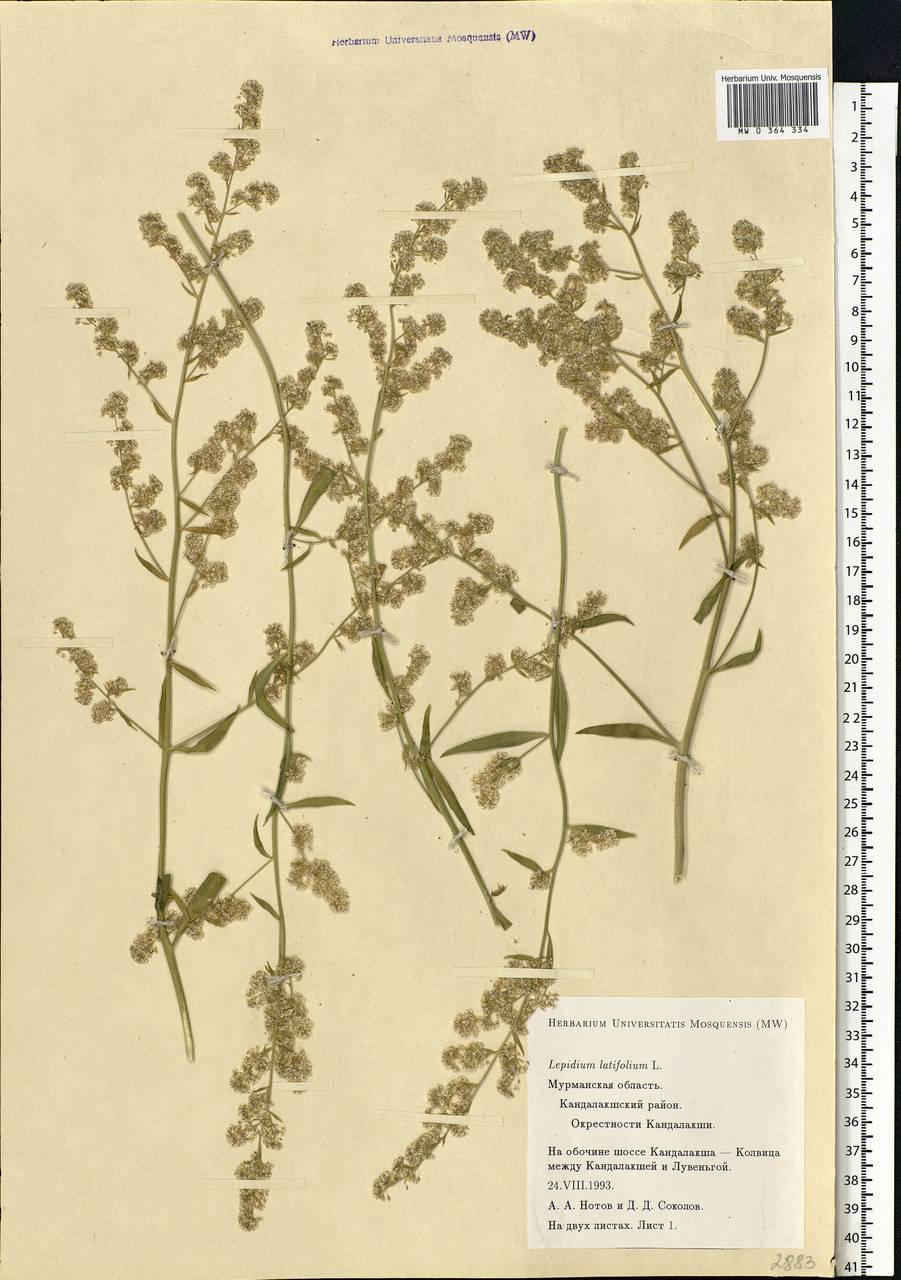 Lepidium latifolium L., Eastern Europe, Northern region (E1) (Russia)