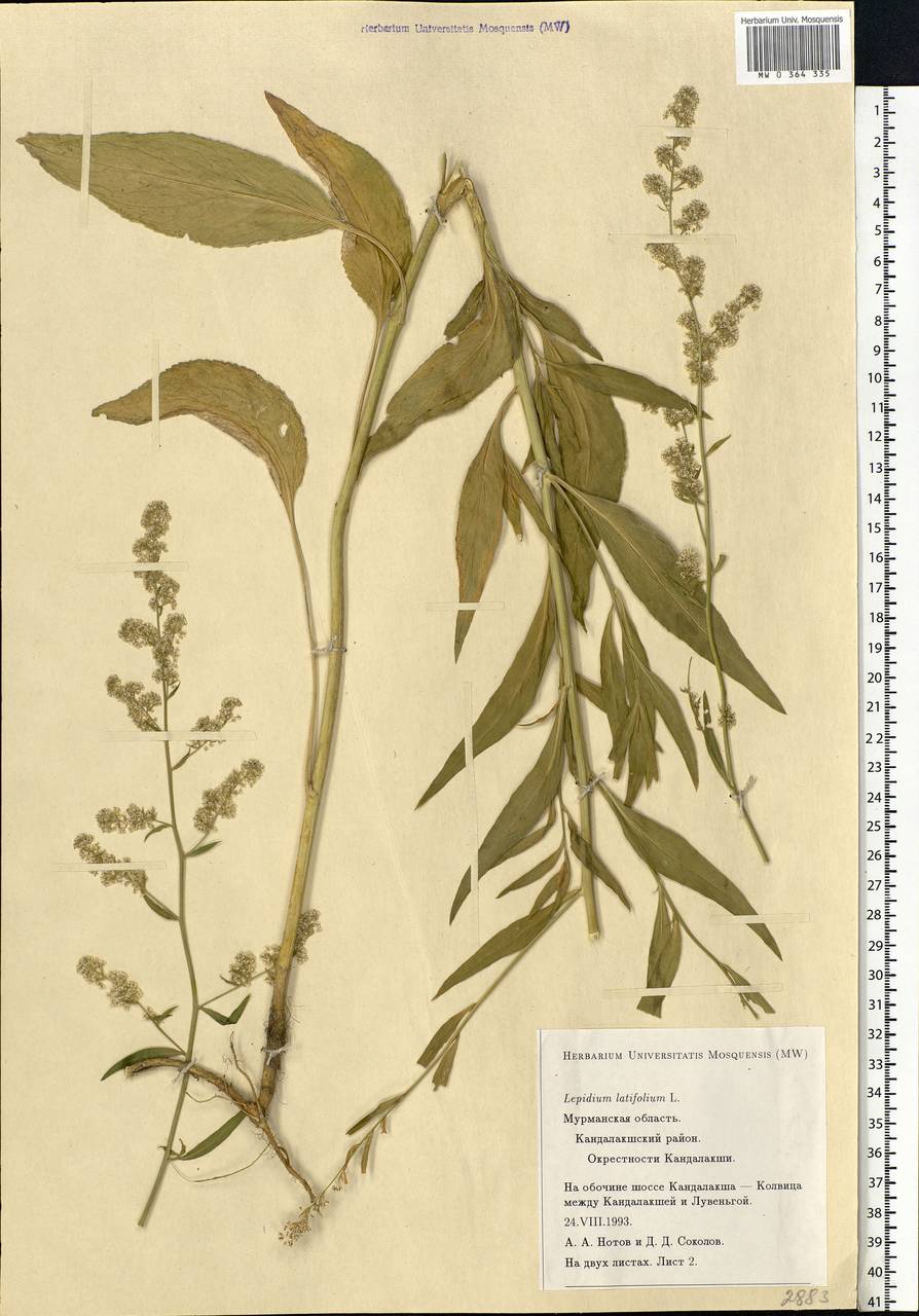 Lepidium latifolium L., Eastern Europe, Northern region (E1) (Russia)