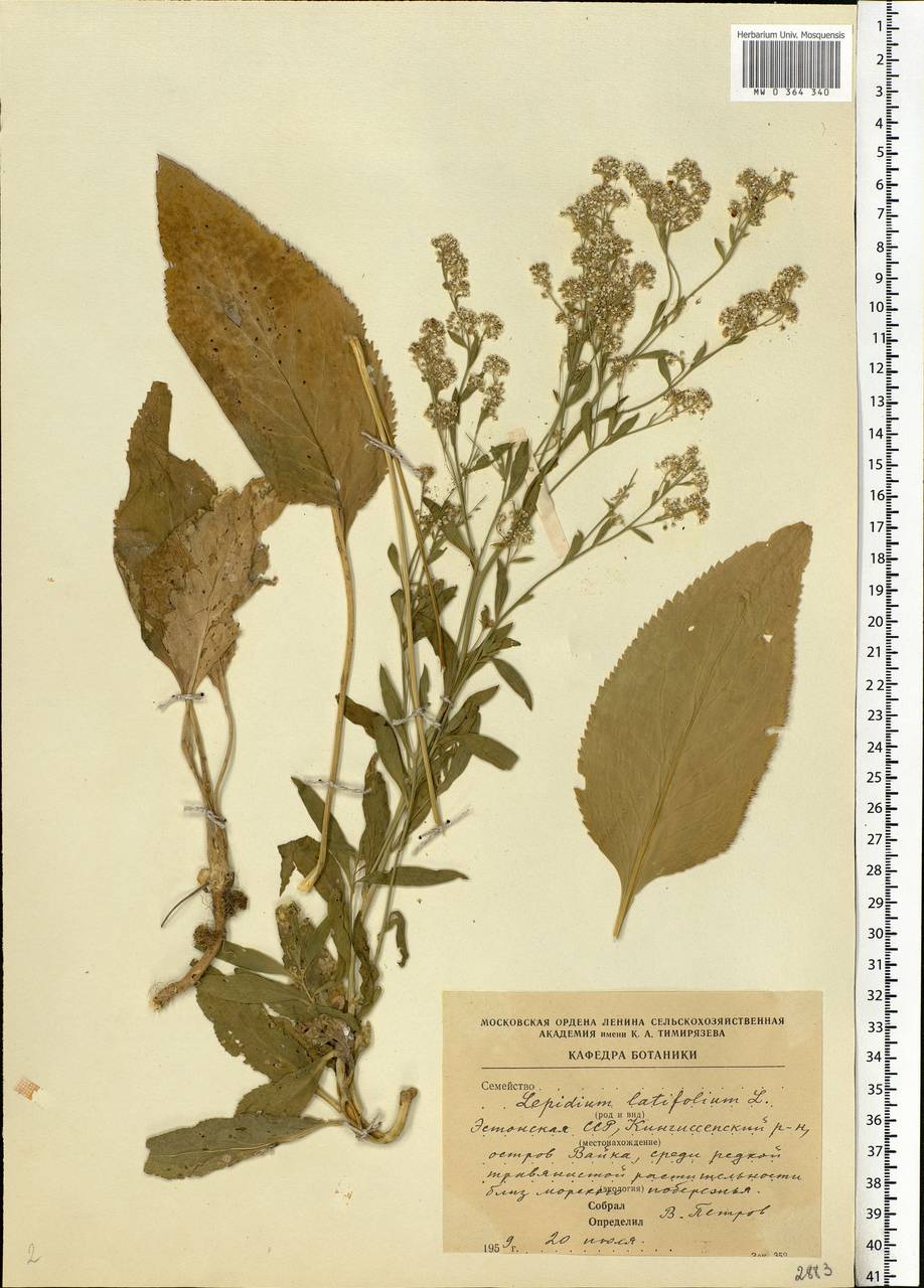 Lepidium latifolium L., Eastern Europe, Estonia (E2c) (Estonia)