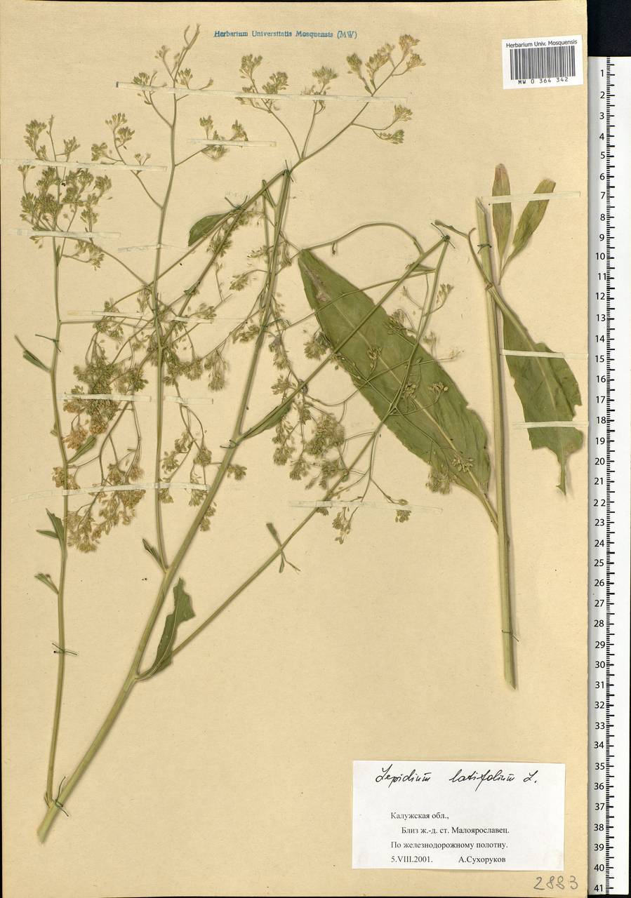 Lepidium latifolium L., Eastern Europe, Central region (E4) (Russia)