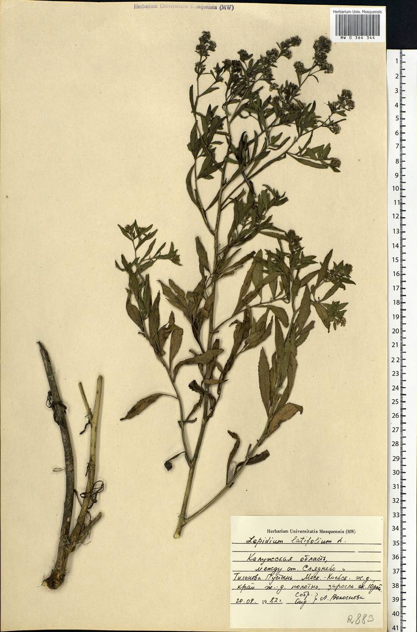 Lepidium latifolium L., Eastern Europe, Central region (E4) (Russia)