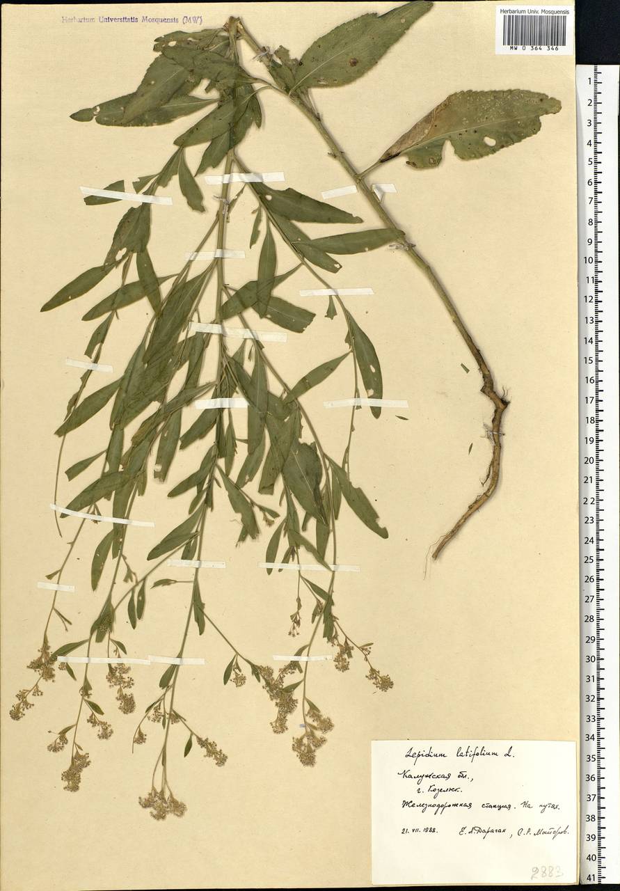 Lepidium latifolium L., Eastern Europe, Central region (E4) (Russia)