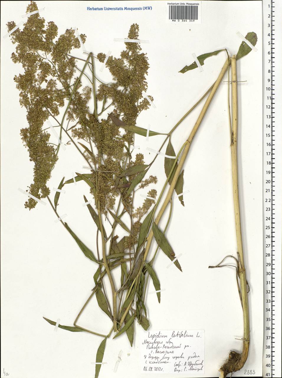 Lepidium latifolium L., Eastern Europe, Moscow region (E4a) (Russia)