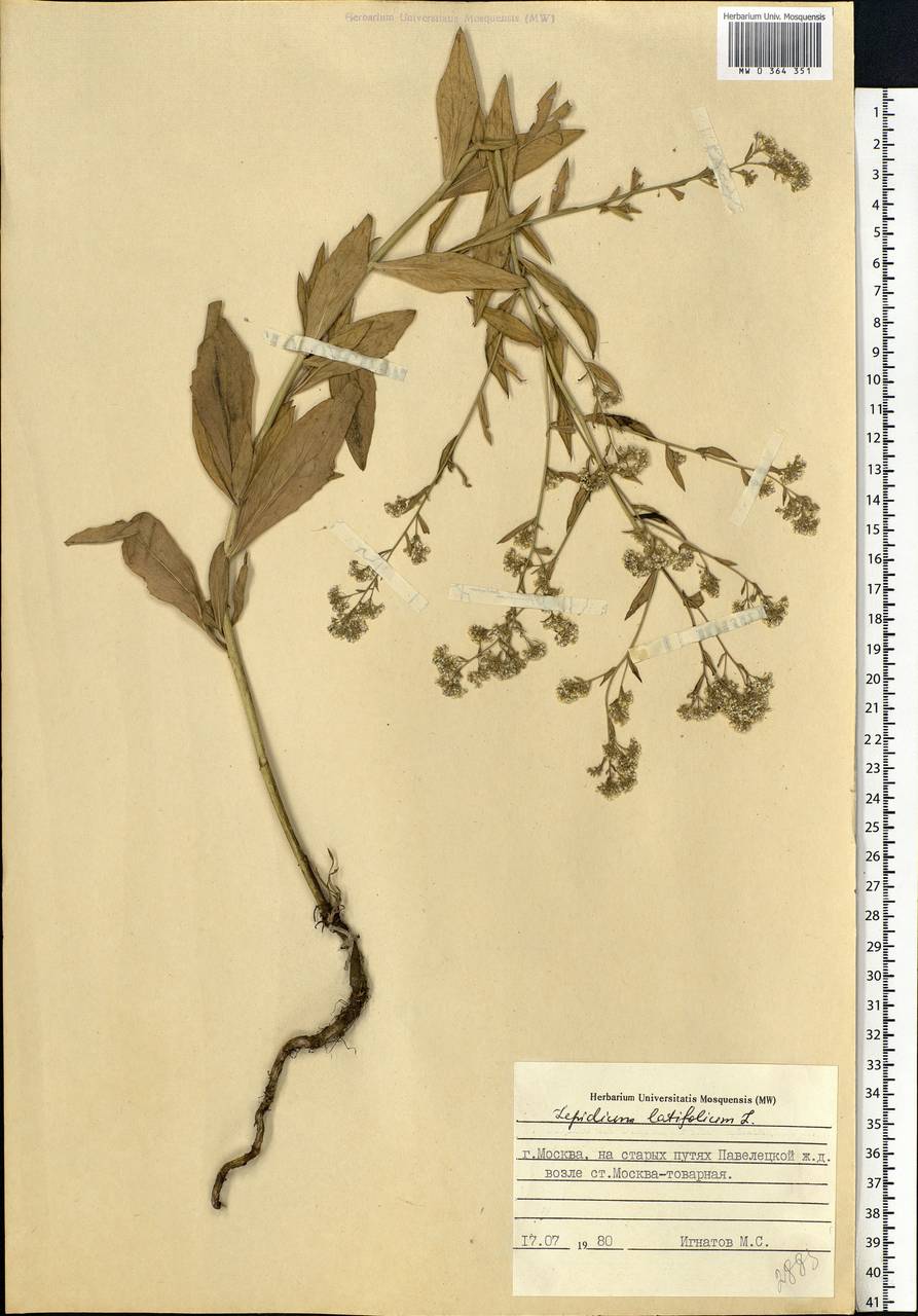 Lepidium latifolium L., Eastern Europe, Moscow region (E4a) (Russia)