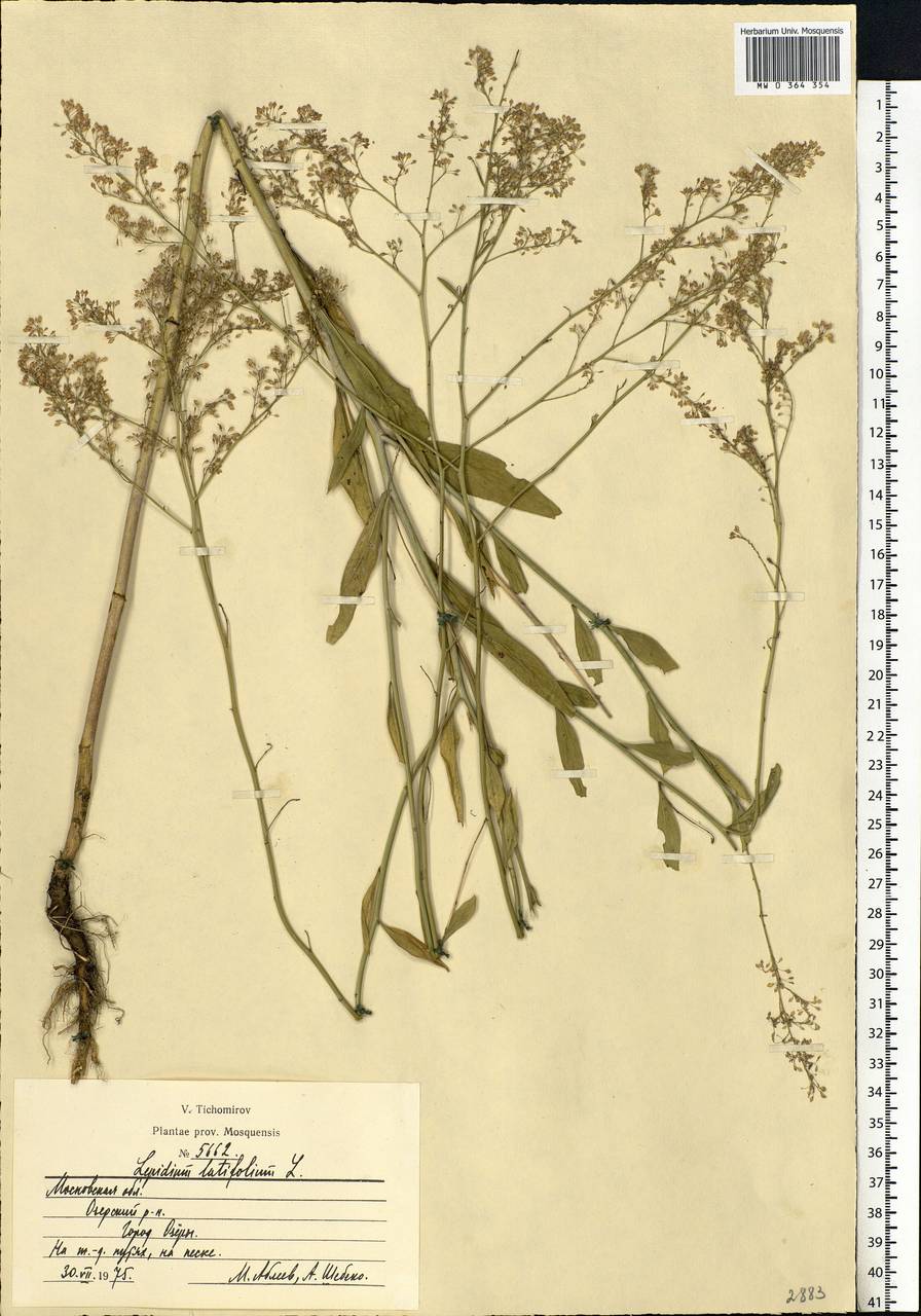 Lepidium latifolium L., Eastern Europe, Moscow region (E4a) (Russia)