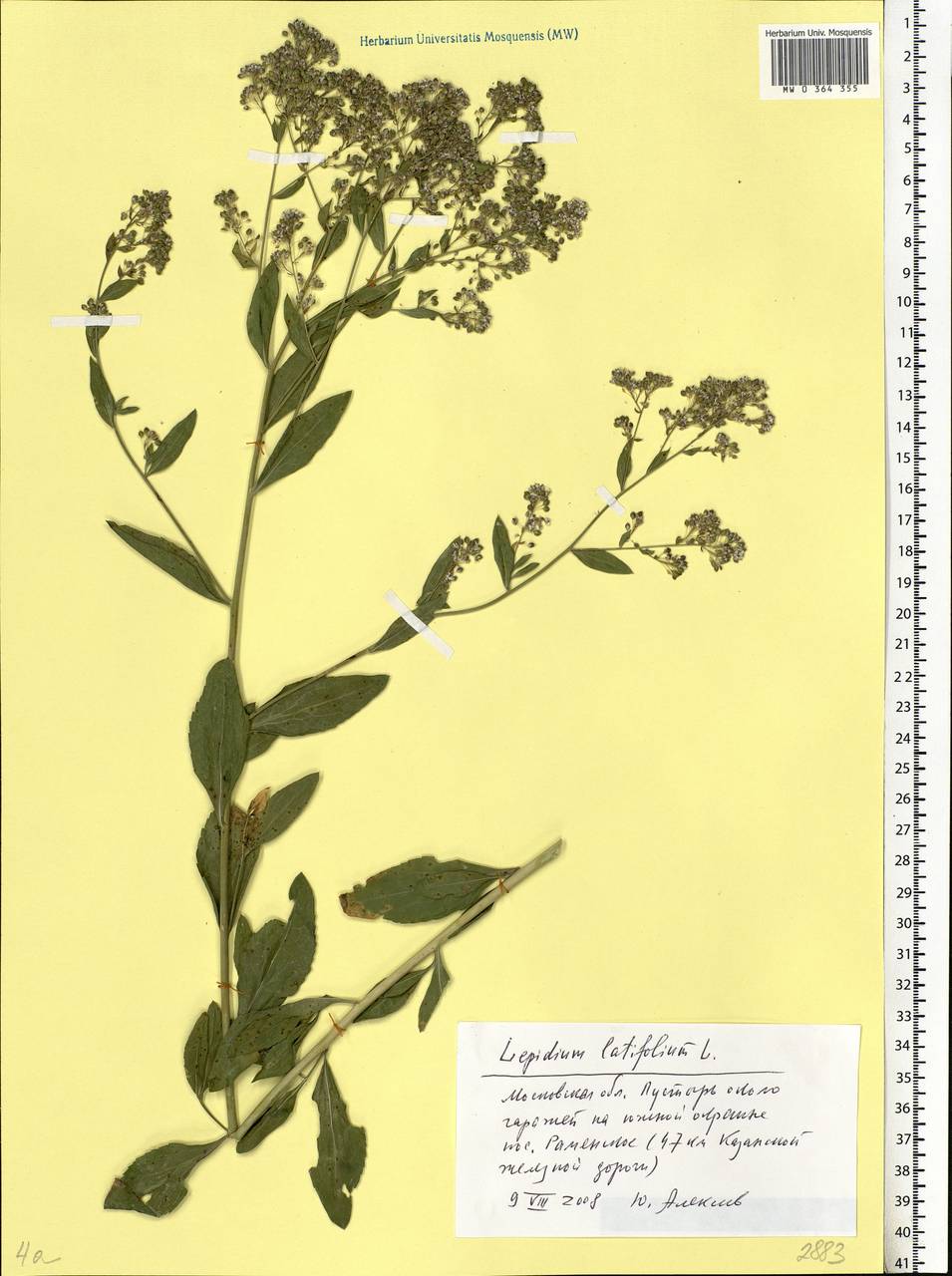 Lepidium latifolium L., Eastern Europe, Moscow region (E4a) (Russia)