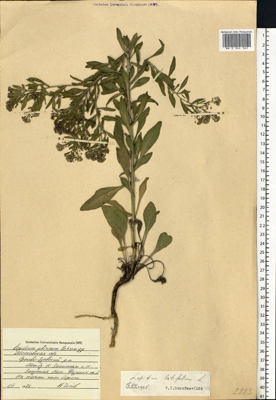 Lepidium latifolium L., Eastern Europe, Moscow region (E4a) (Russia)
