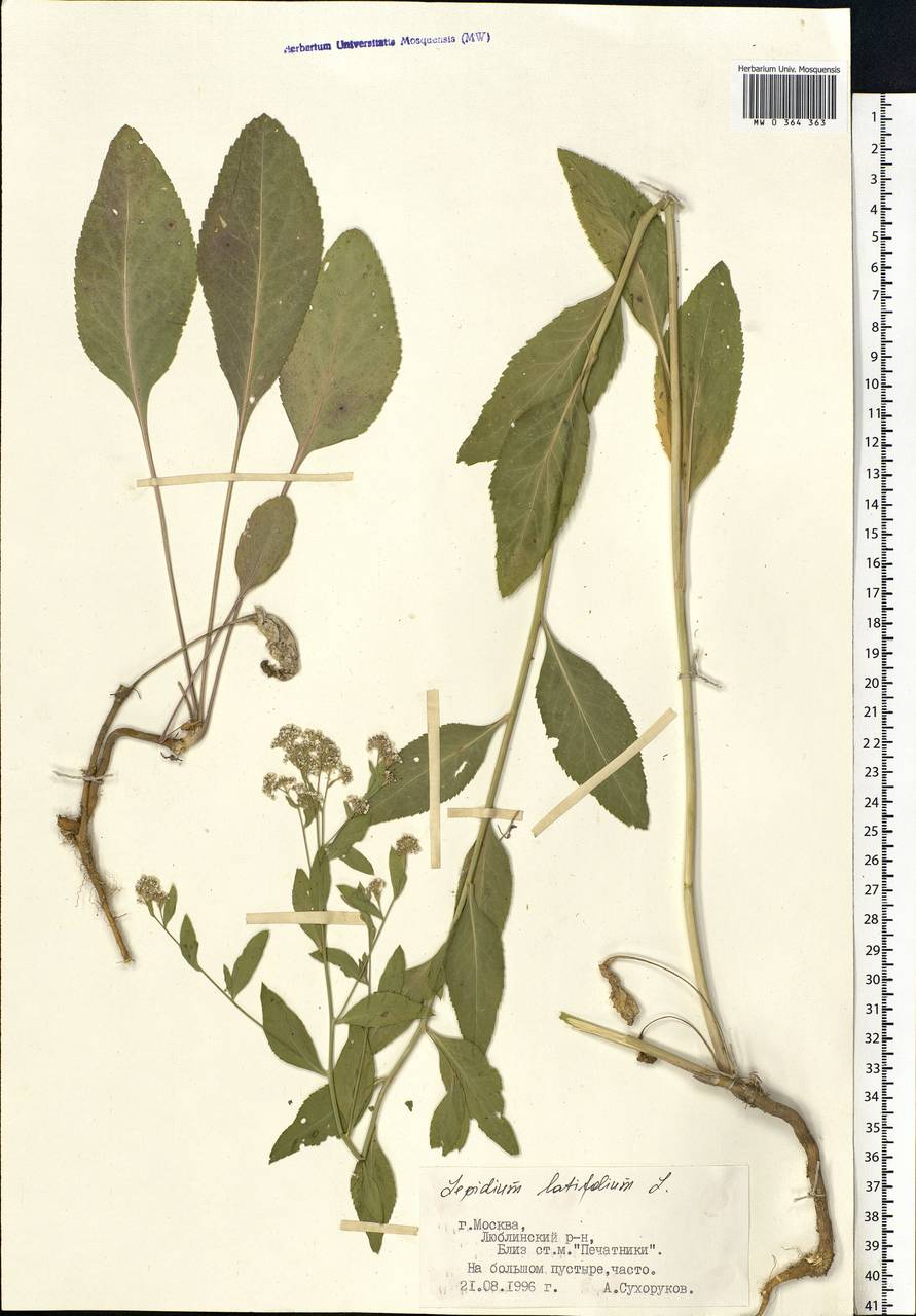 Lepidium latifolium L., Eastern Europe, Moscow region (E4a) (Russia)