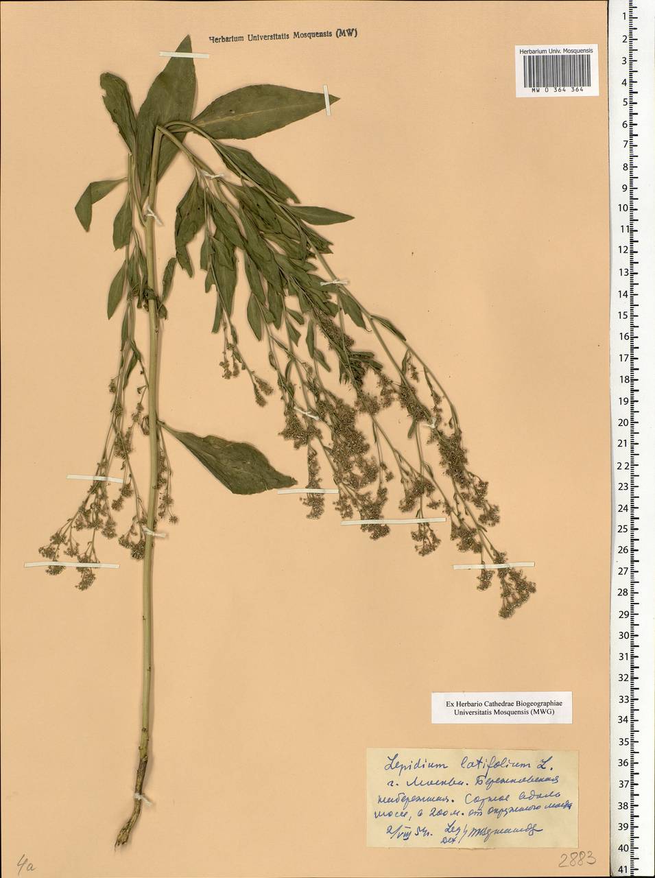 Lepidium latifolium L., Eastern Europe, Moscow region (E4a) (Russia)
