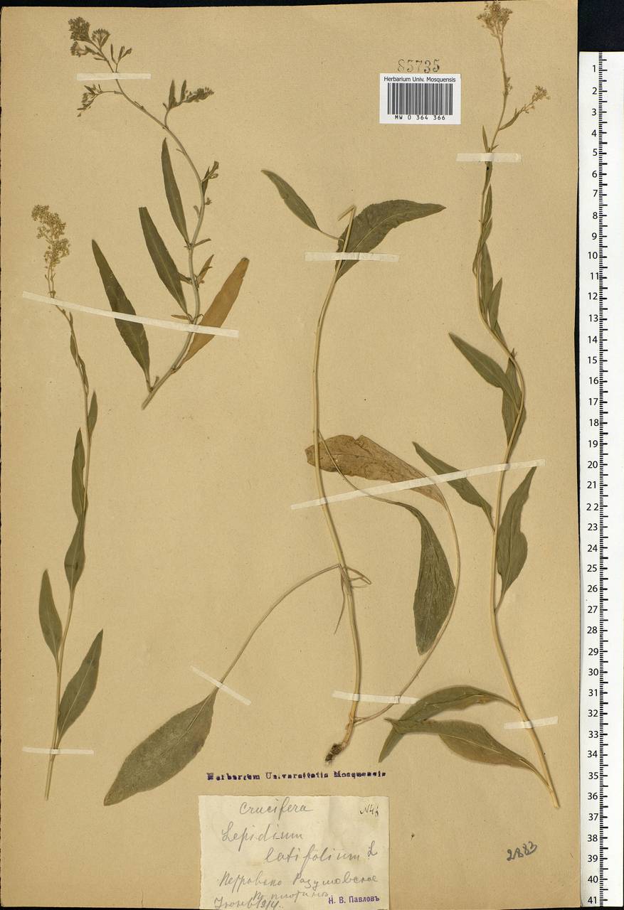Lepidium latifolium L., Eastern Europe, Moscow region (E4a) (Russia)
