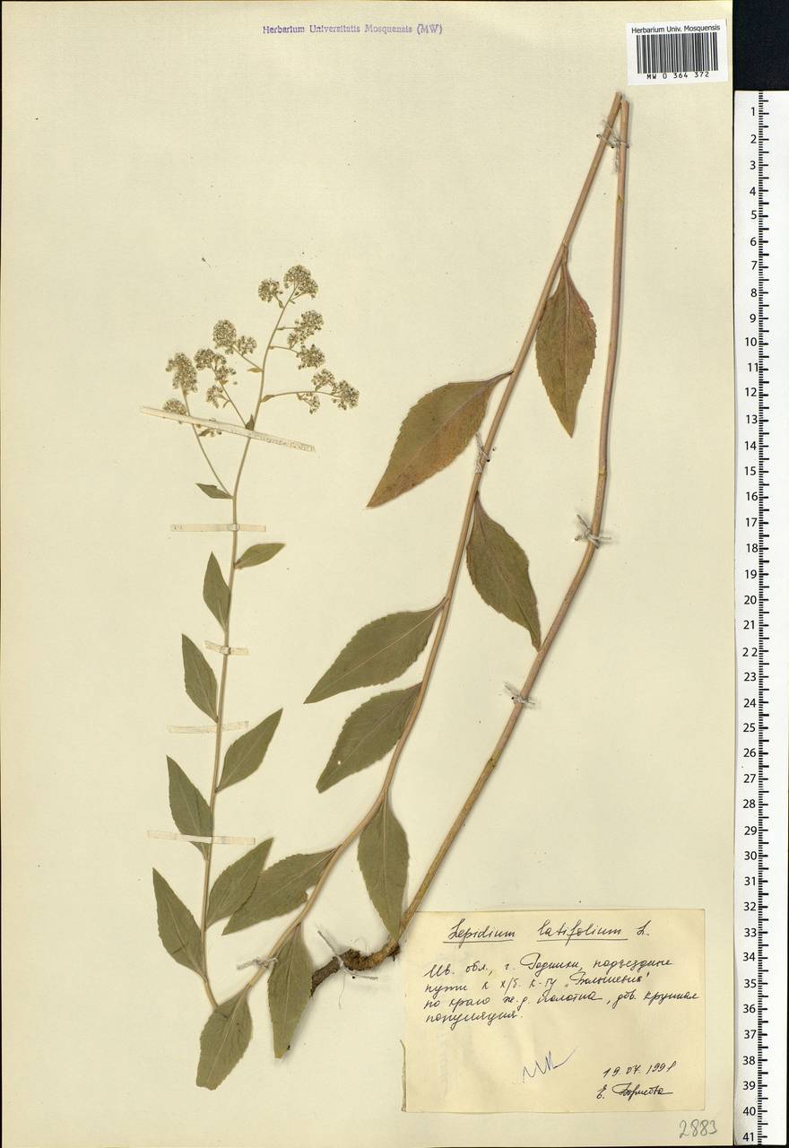 Lepidium latifolium L., Eastern Europe, Central forest region (E5) (Russia)
