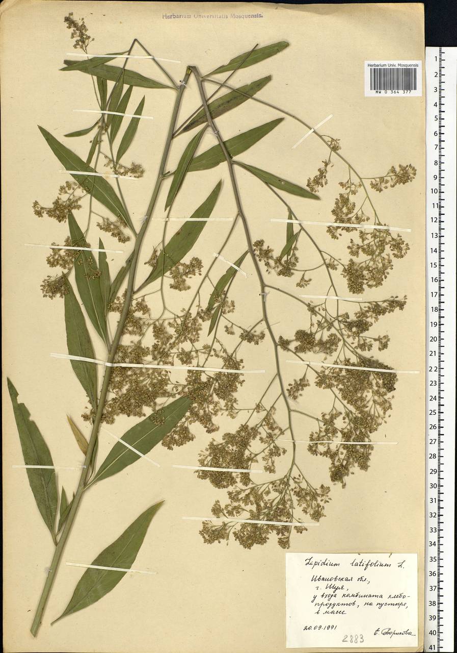 Lepidium latifolium L., Eastern Europe, Central forest region (E5) (Russia)