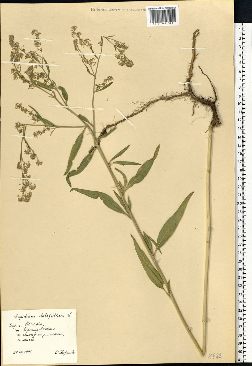 Lepidium latifolium L., Eastern Europe, Central forest region (E5) (Russia)