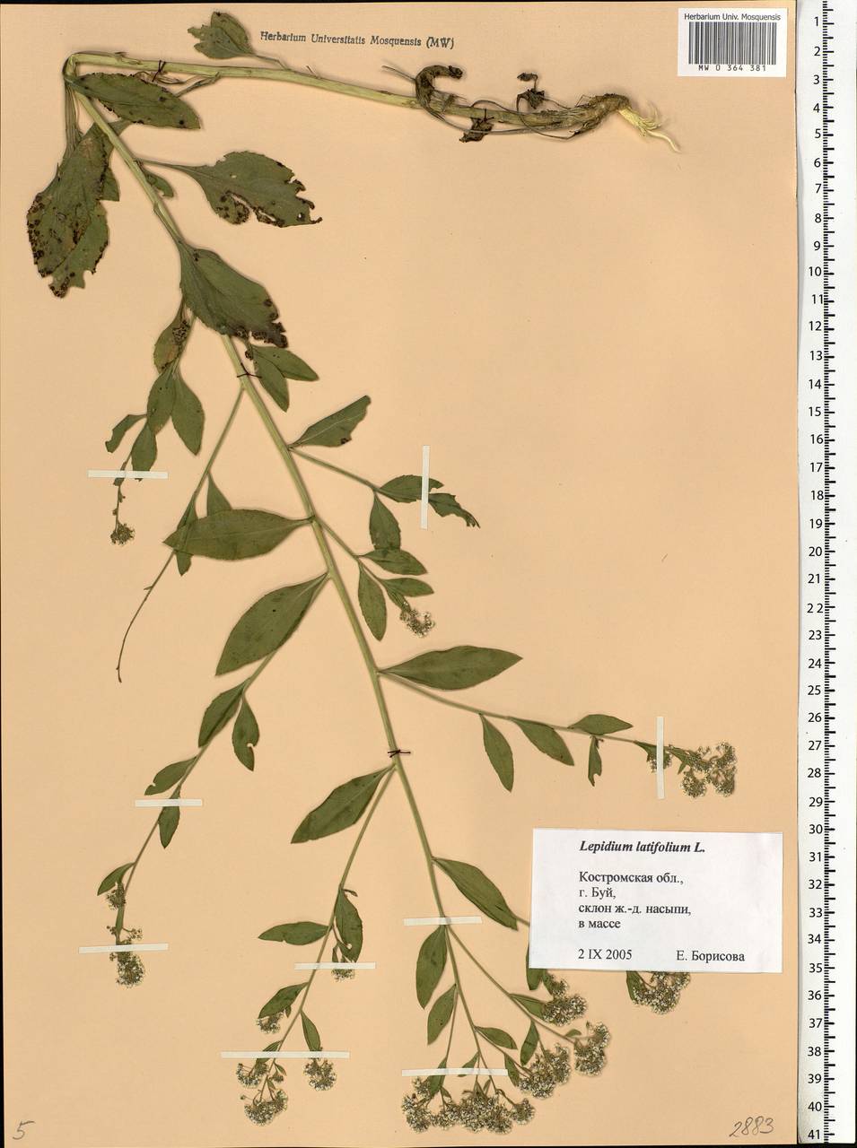 Lepidium latifolium L., Eastern Europe, Central forest region (E5) (Russia)