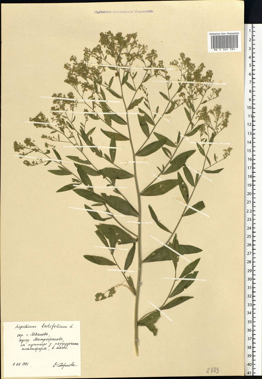 Lepidium latifolium L., Eastern Europe, Central forest region (E5) (Russia)