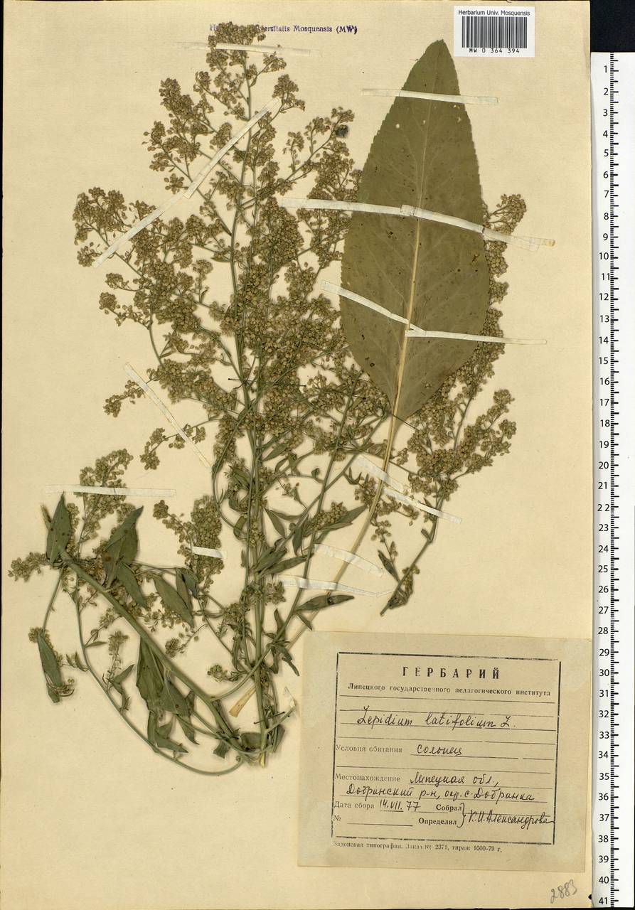 Lepidium latifolium L., Eastern Europe, Central forest-and-steppe region (E6) (Russia)