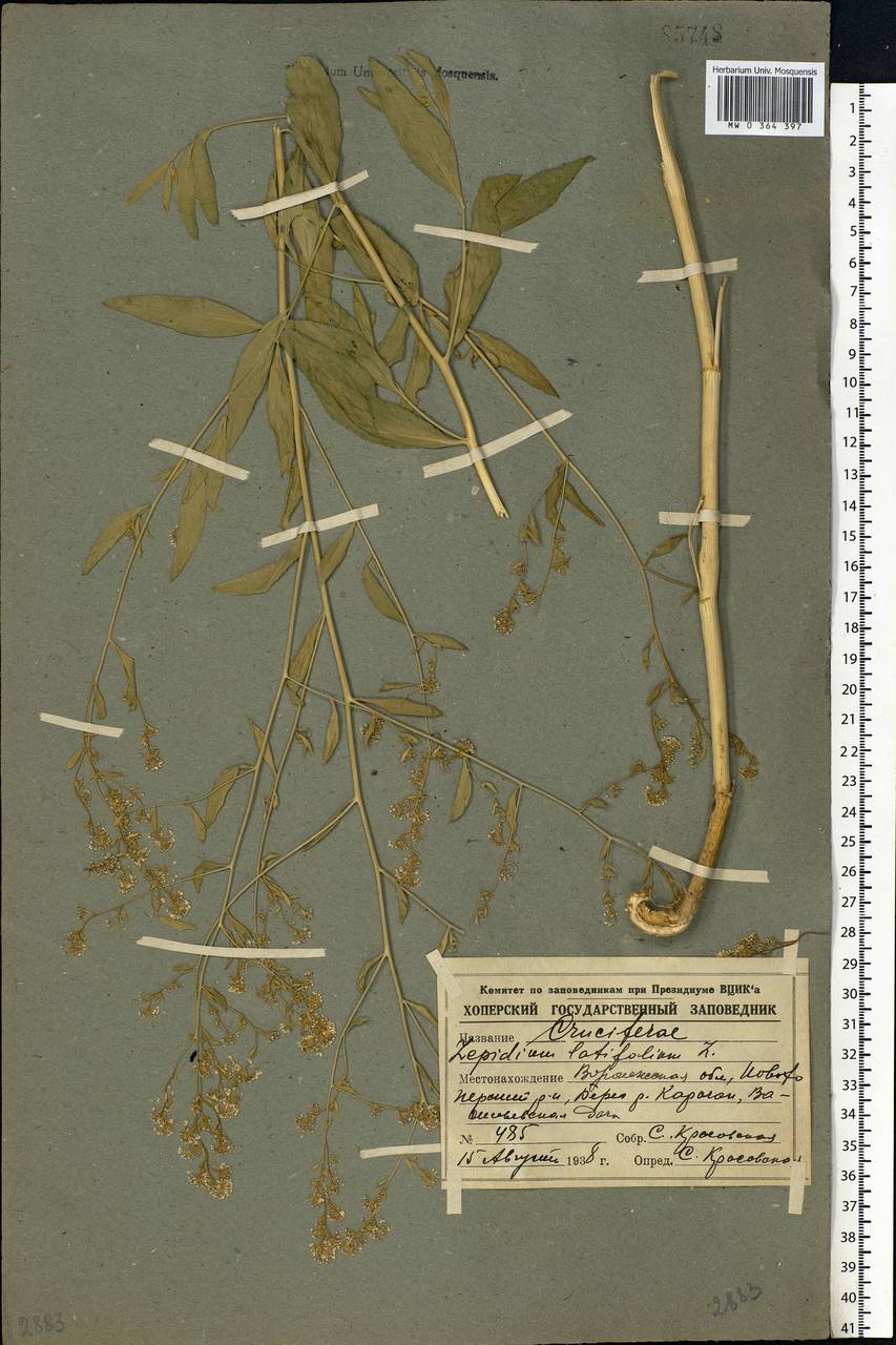 Lepidium latifolium L., Eastern Europe, Central forest-and-steppe region (E6) (Russia)