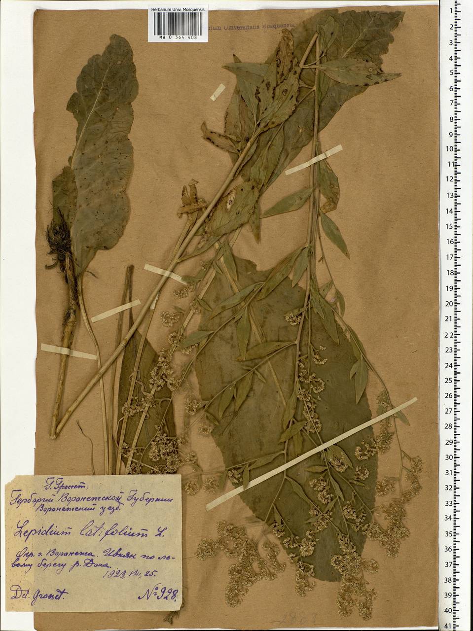 Lepidium latifolium L., Eastern Europe, Central forest-and-steppe region (E6) (Russia)