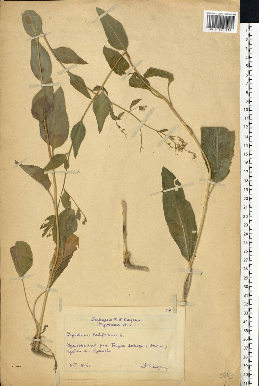 Lepidium latifolium L., Eastern Europe, Central forest-and-steppe region (E6) (Russia)