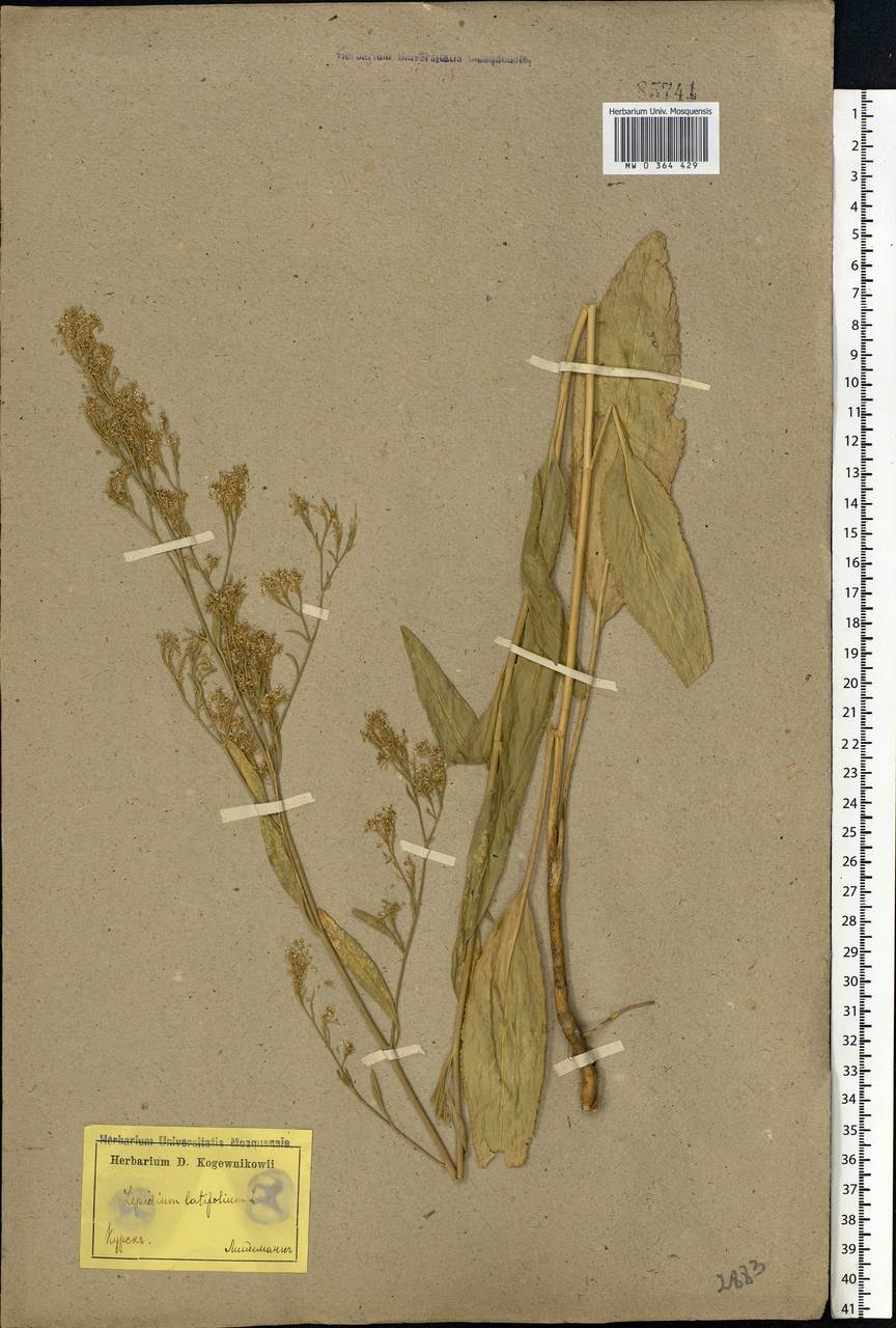 Lepidium latifolium L., Eastern Europe, Central forest-and-steppe region (E6) (Russia)