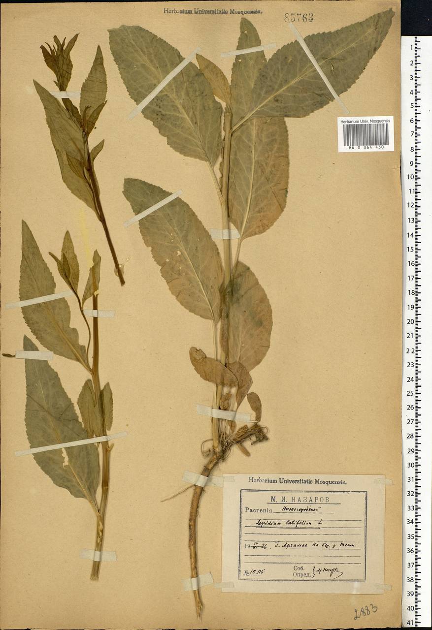 Lepidium latifolium L., Eastern Europe, Volga-Kama region (E7) (Russia)