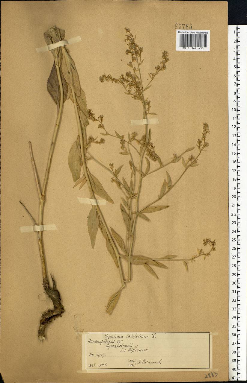 Lepidium latifolium L., Eastern Europe, Middle Volga region (E8) (Russia)