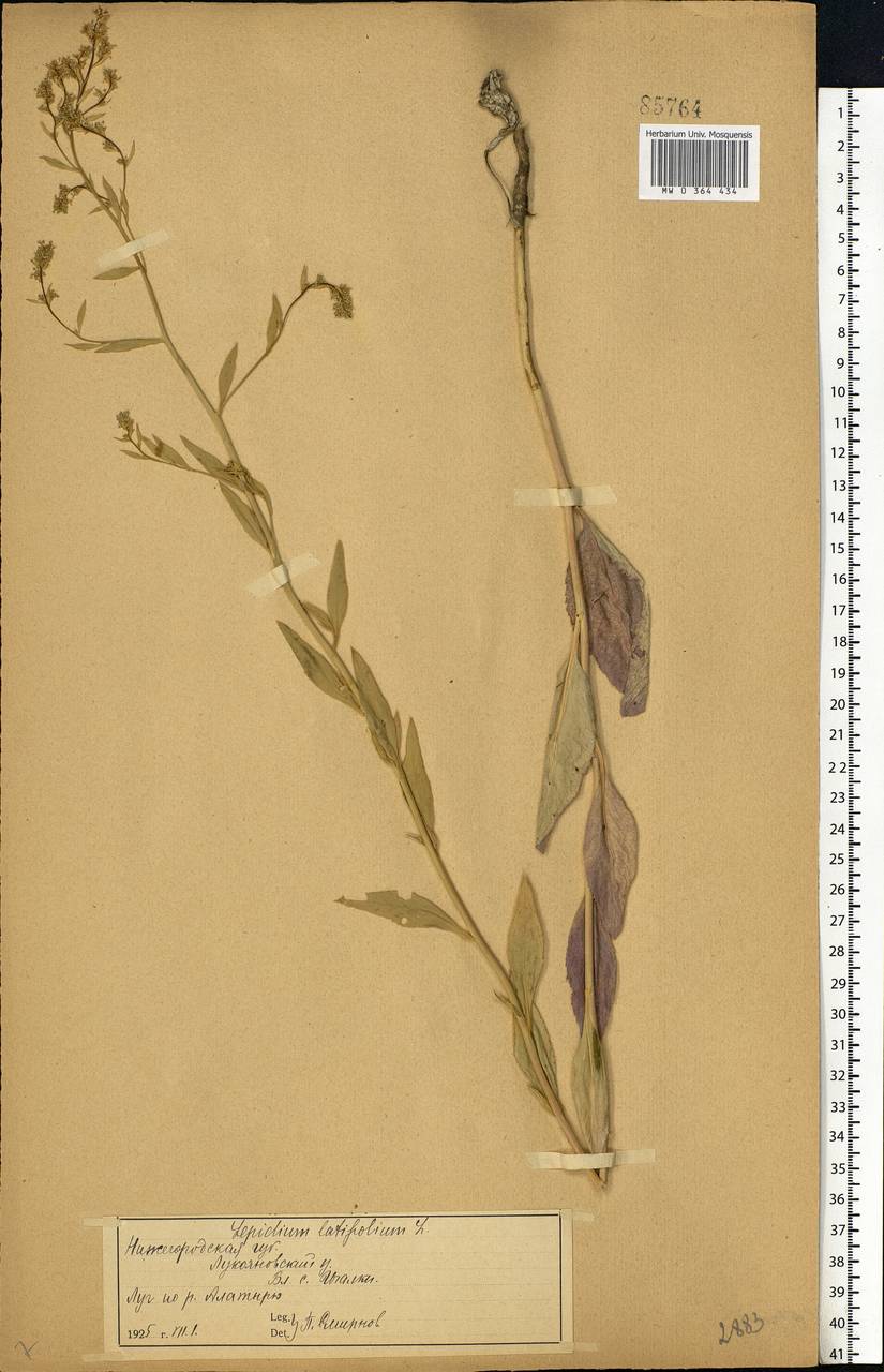 Lepidium latifolium L., Eastern Europe, Middle Volga region (E8) (Russia)