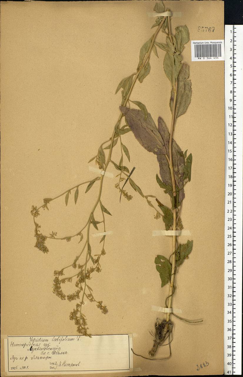 Lepidium latifolium L., Eastern Europe, Middle Volga region (E8) (Russia)