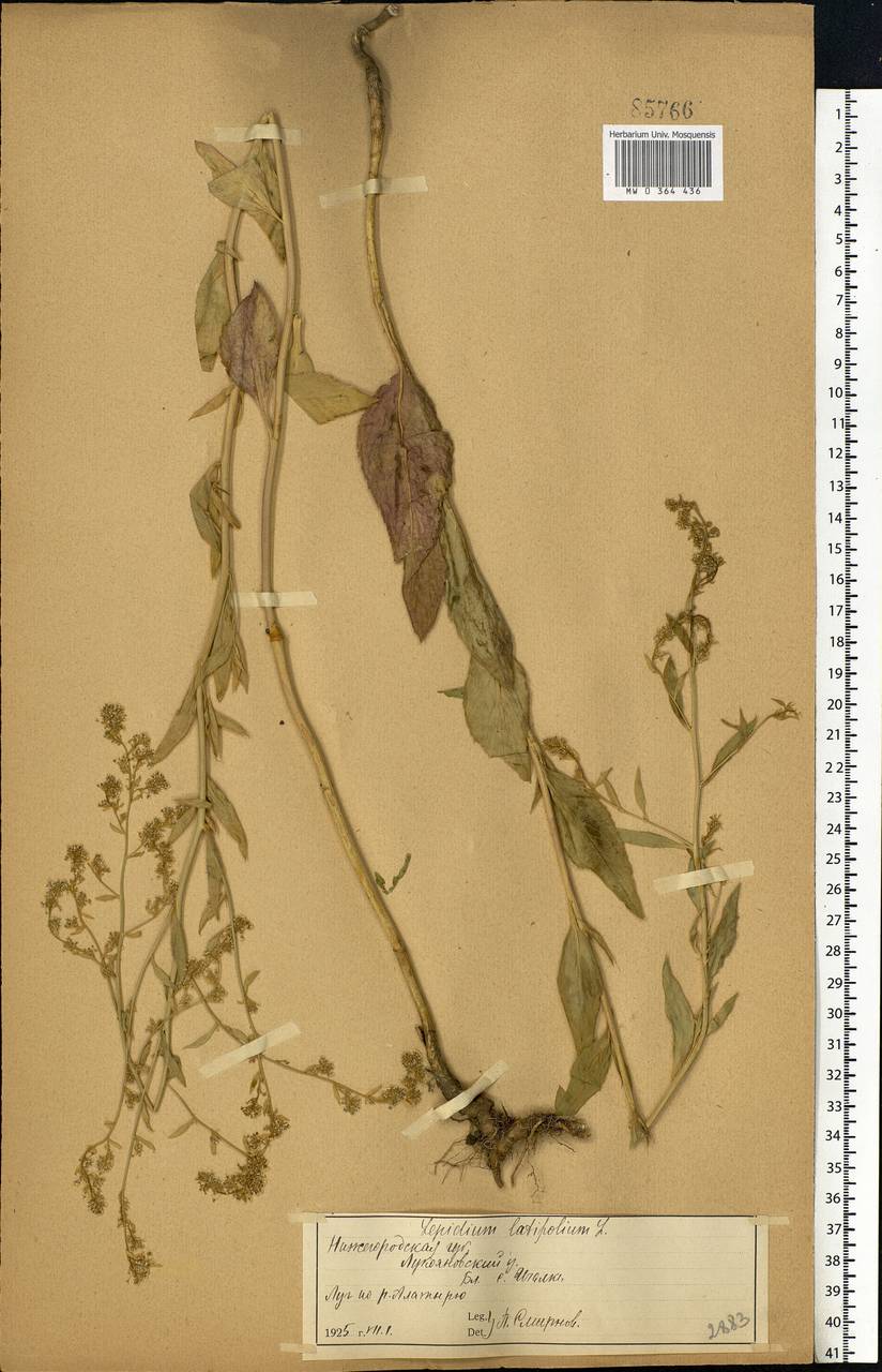 Lepidium latifolium L., Eastern Europe, Middle Volga region (E8) (Russia)