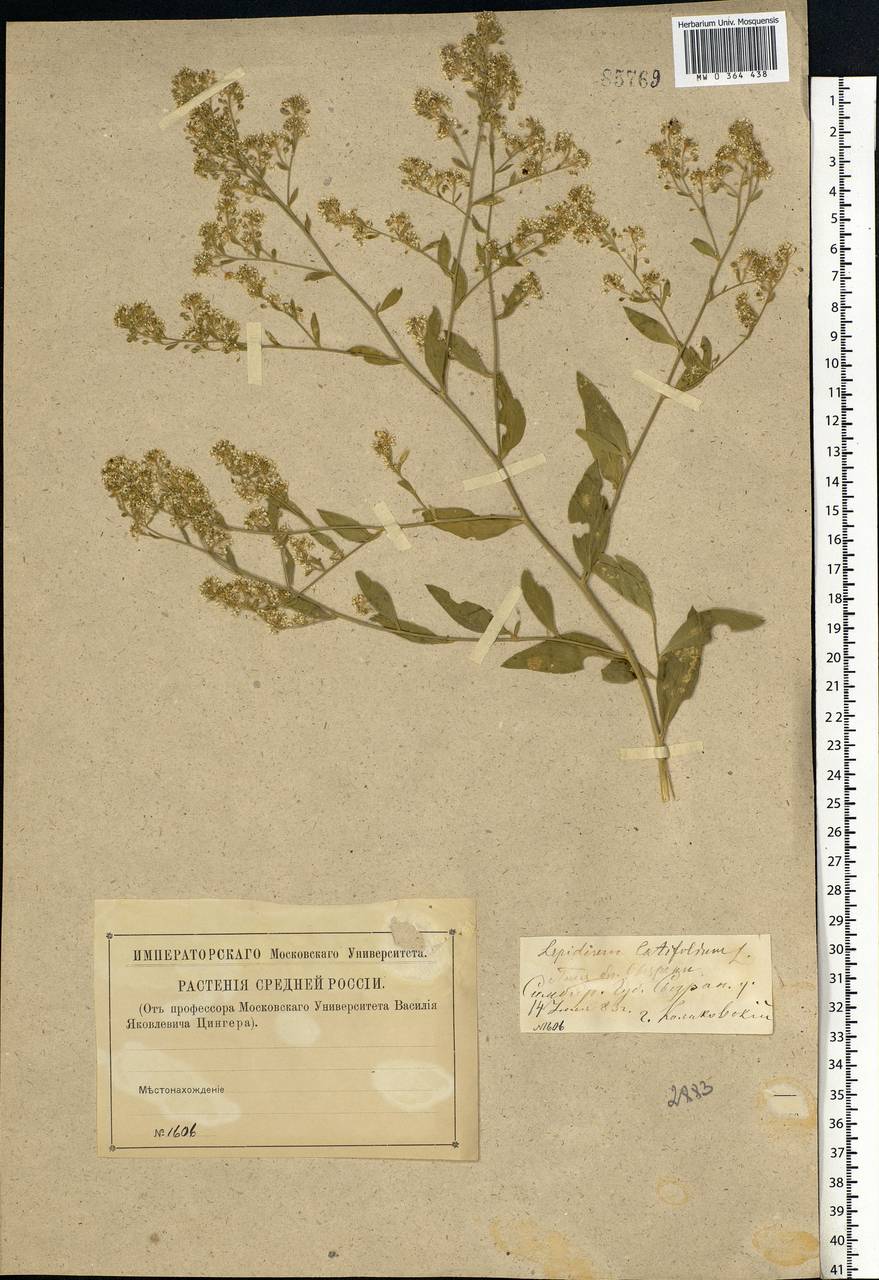 Lepidium latifolium L., Eastern Europe, Middle Volga region (E8) (Russia)