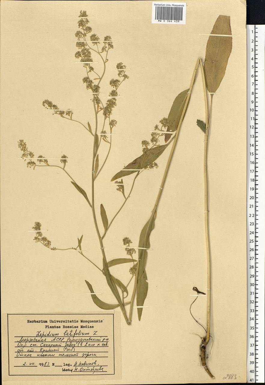 Lepidium latifolium L., Eastern Europe, Middle Volga region (E8) (Russia)