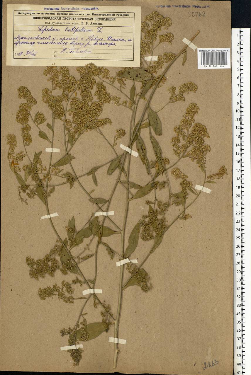 Lepidium latifolium L., Eastern Europe, Middle Volga region (E8) (Russia)