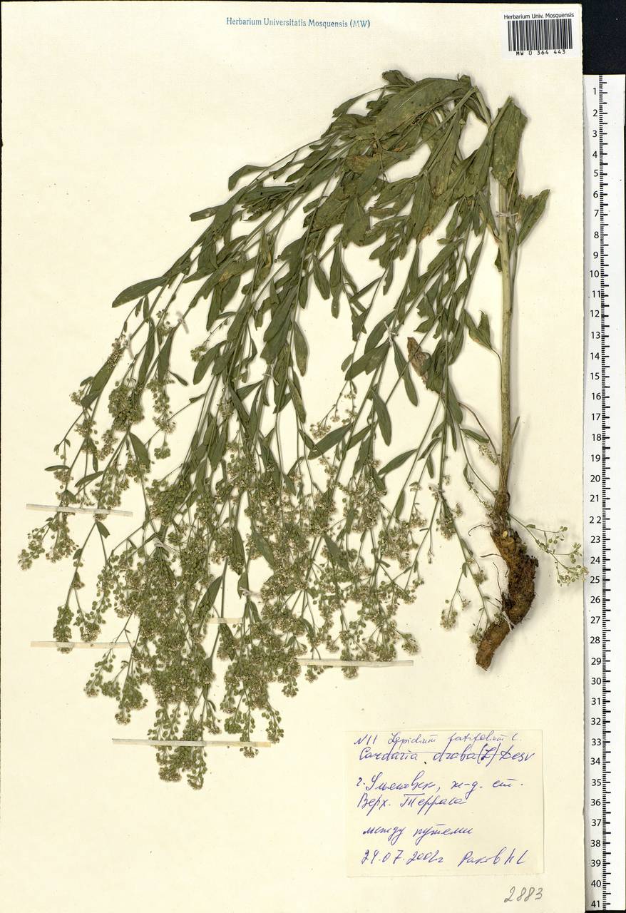 Lepidium latifolium L., Eastern Europe, Middle Volga region (E8) (Russia)