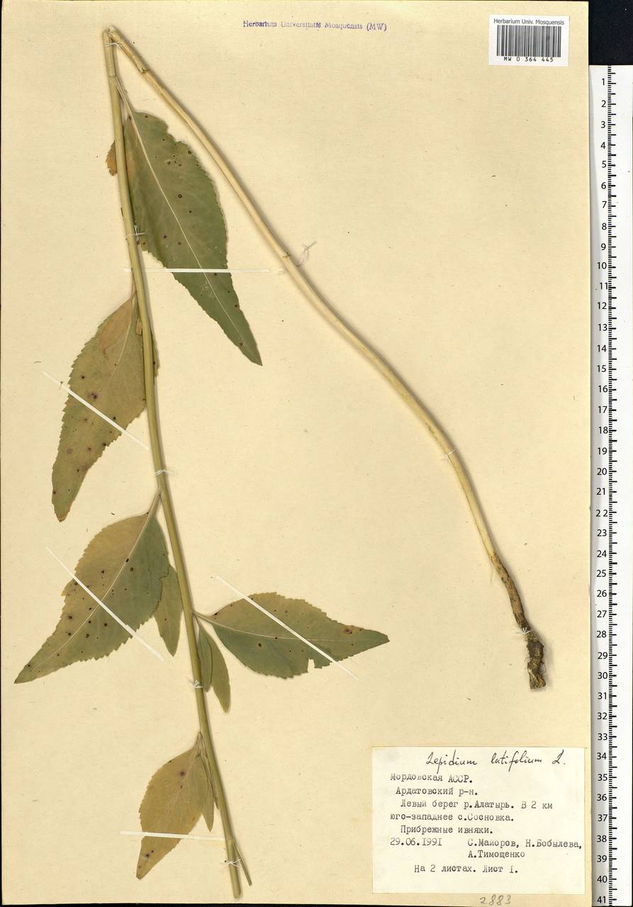 Lepidium latifolium L., Eastern Europe, Middle Volga region (E8) (Russia)
