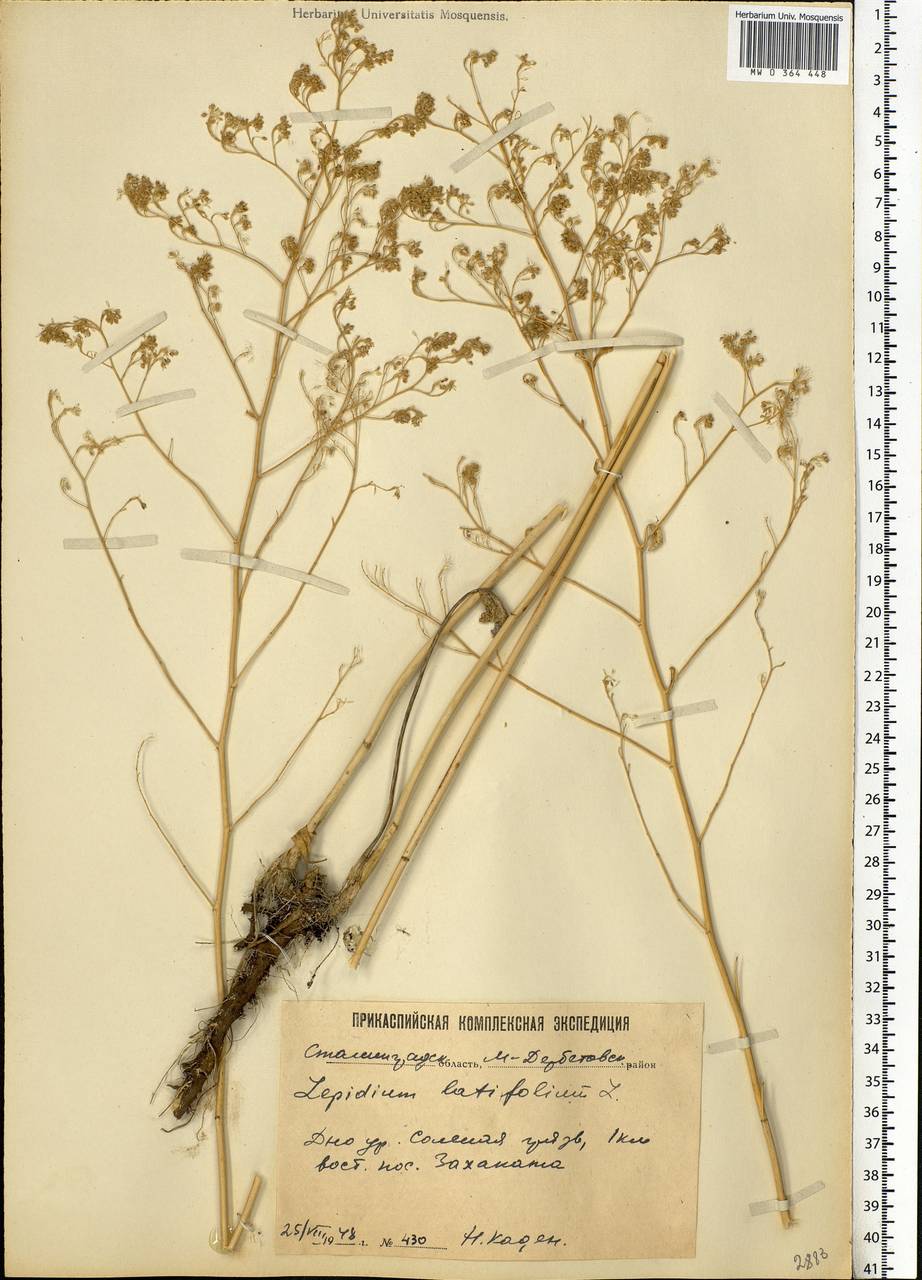 Lepidium latifolium L., Eastern Europe, Lower Volga region (E9) (Russia)
