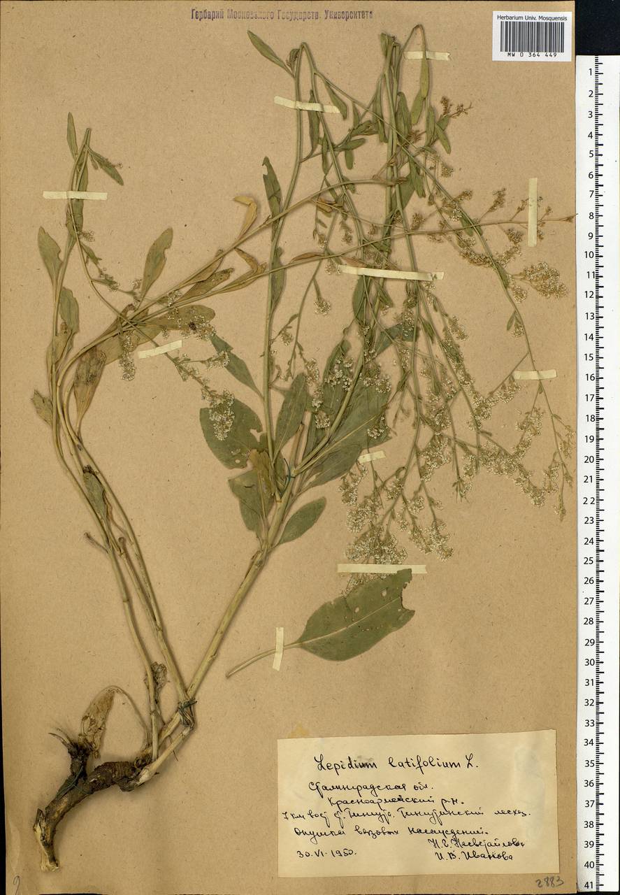 Lepidium latifolium L., Eastern Europe, Lower Volga region (E9) (Russia)