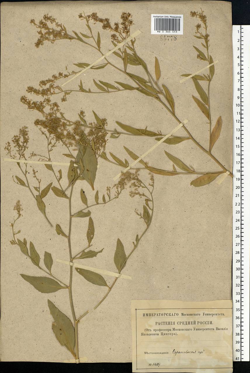 Lepidium latifolium L., Eastern Europe, Lower Volga region (E9) (Russia)