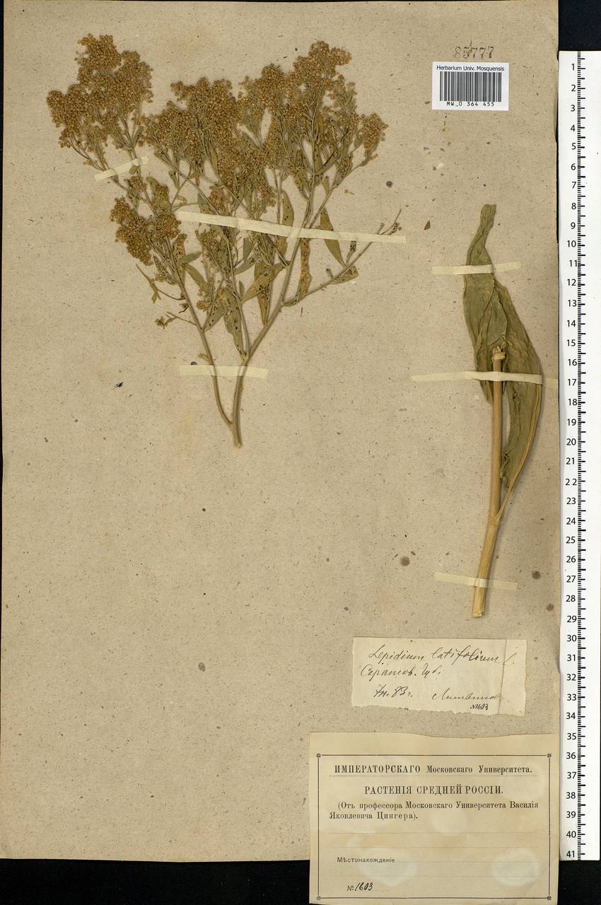 Lepidium latifolium L., Eastern Europe, Lower Volga region (E9) (Russia)