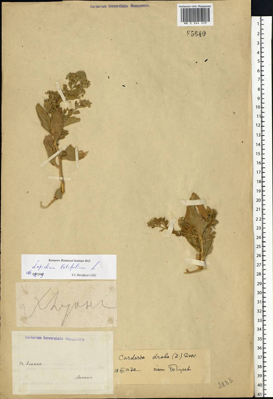 Lepidium latifolium L., Eastern Europe, Lower Volga region (E9) (Russia)