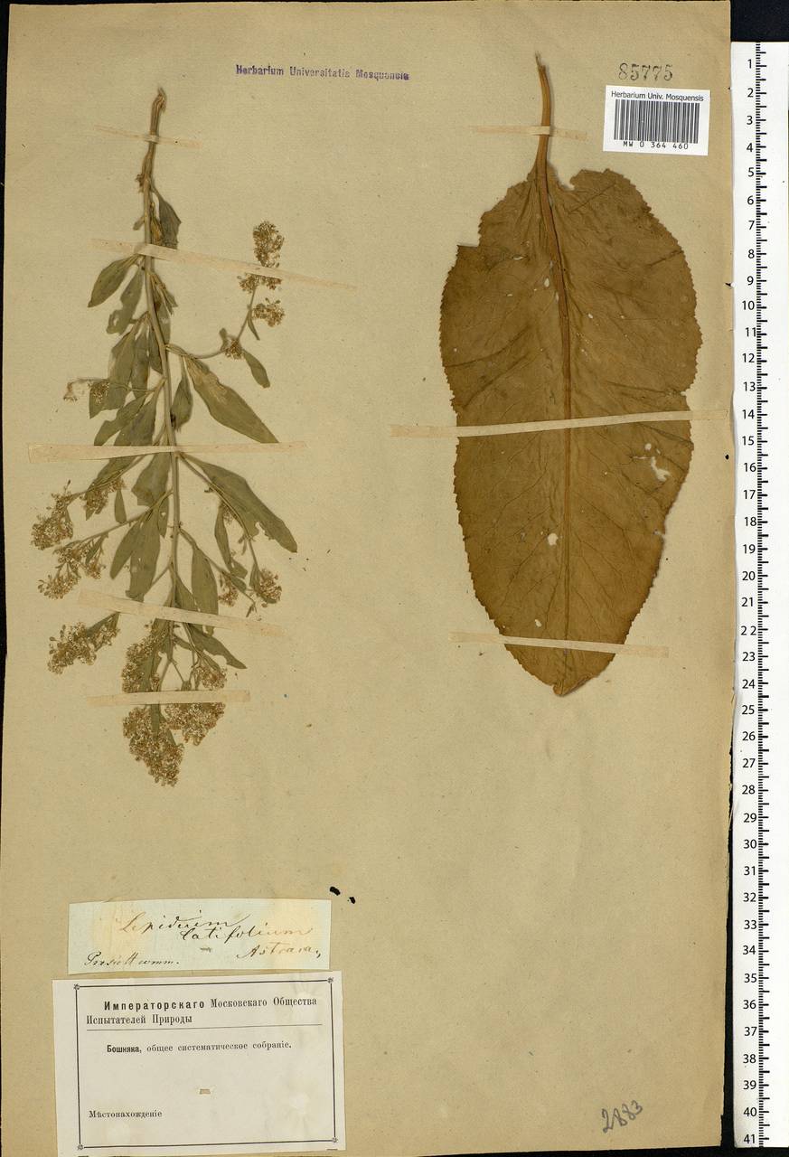 Lepidium latifolium L., Eastern Europe, Lower Volga region (E9) (Russia)